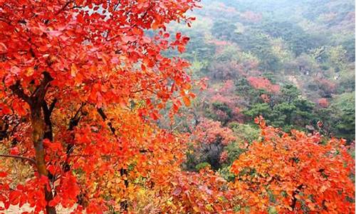 2020年香山红叶_香山红叶4月金价多少